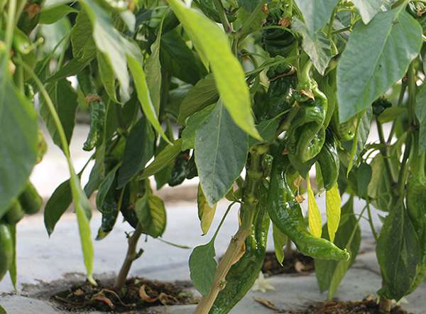 配备智能植物补光等 新疆高新植物工厂首批辣椒长成