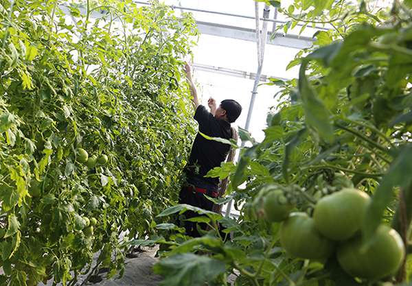 配备智能植物补光等 新疆高新植物工厂首批辣椒长成