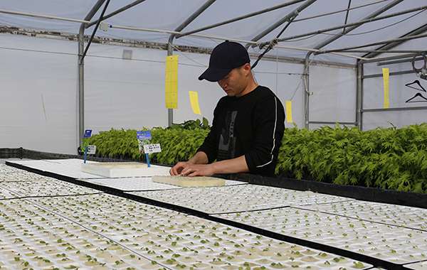 配备智能植物补光等 新疆高新植物工厂首批辣椒长成