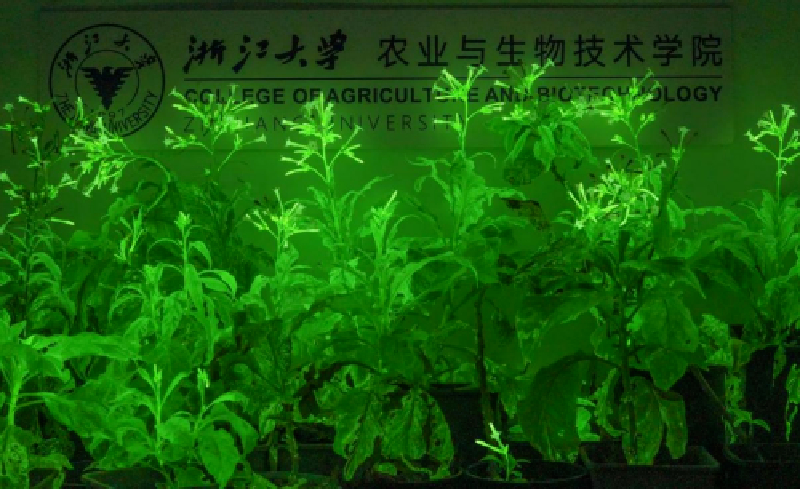 浙江大学成功创制出可用于低亮度照明的植物